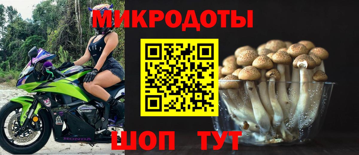 Псилоцибиновые грибы Psilocybe Боровичи